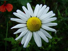DSC04531.JPG