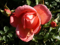 PICT1793.JPG
