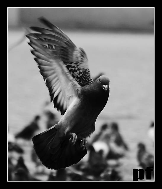 SOBIE LATAM - panfoto