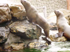 delfinarium