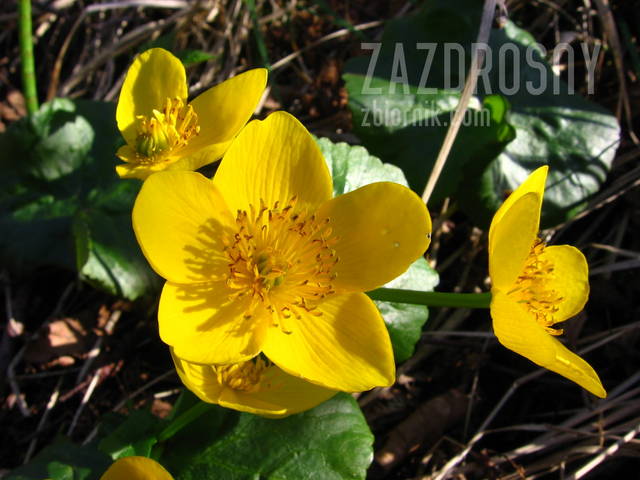 zazdrosny