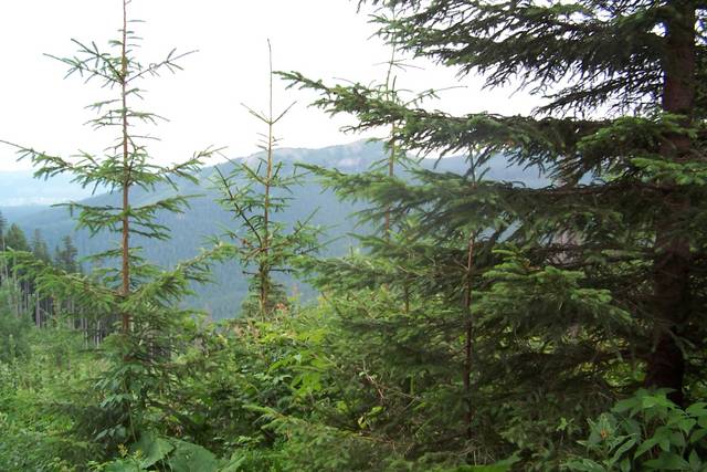 Lato - sidlodz