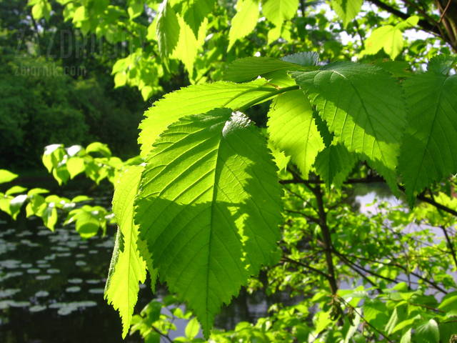 zazdrosny