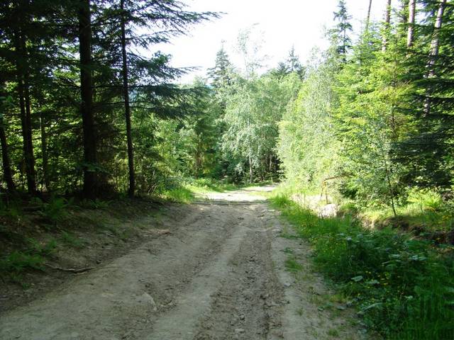 Krzywon - gaj0s