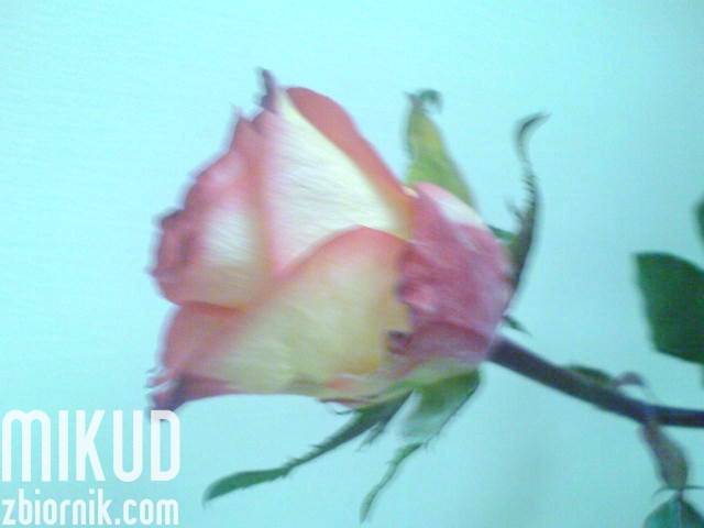 DSC00081.JPG - mikud