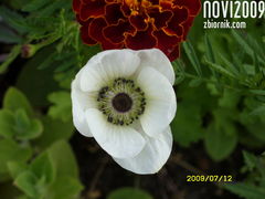 SDC13103.JPG
