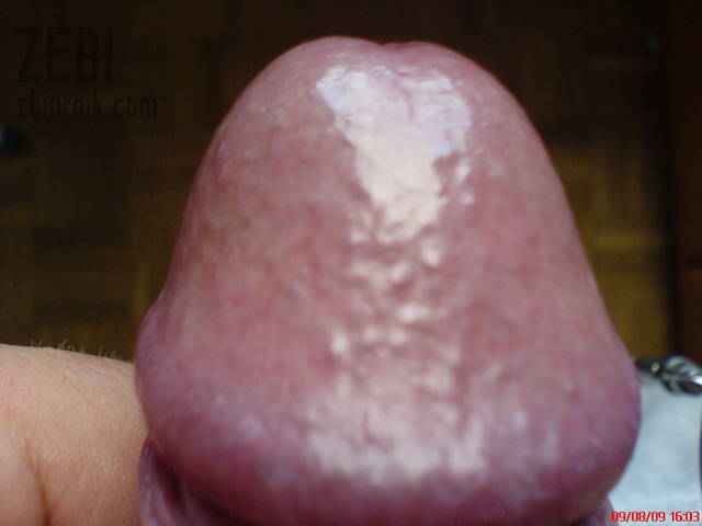 Zebi