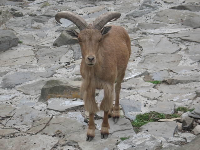 guernsey
