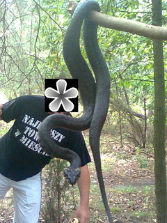 leśny gość 1 :)