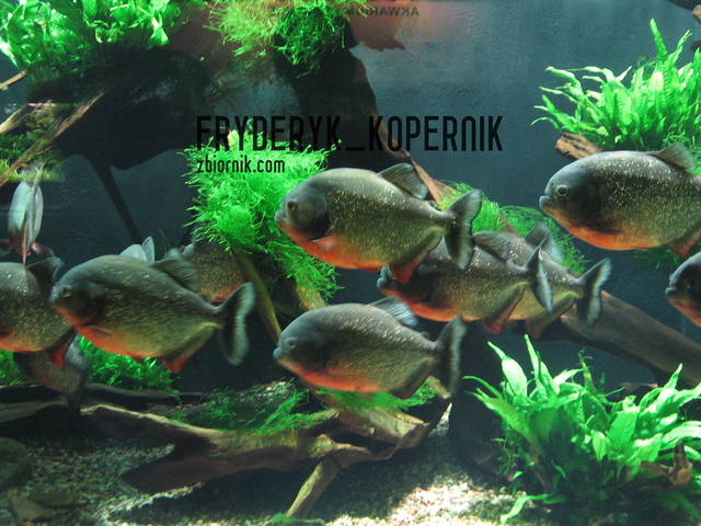 W STADZIE SIŁA - FRYDERYK_KOPERNIK