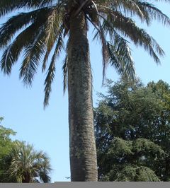 palma.jpg