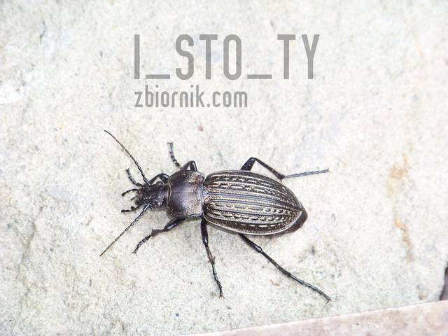 i_sto_ty