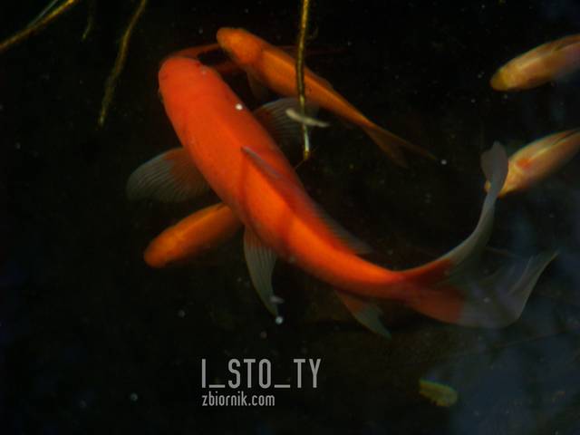walenie - i_sto_ty