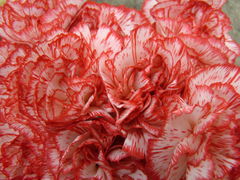 DSC06732.JPG