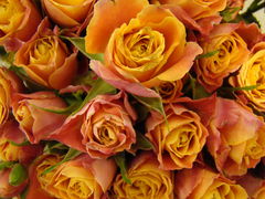 DSC06713.JPG