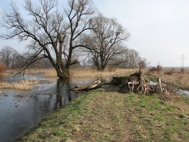 Okolica - michulak