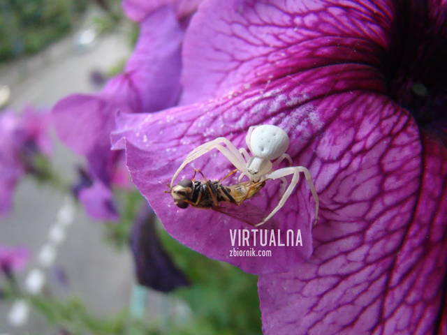 virtualna