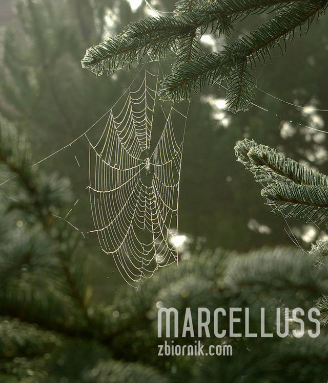 Marcelluss