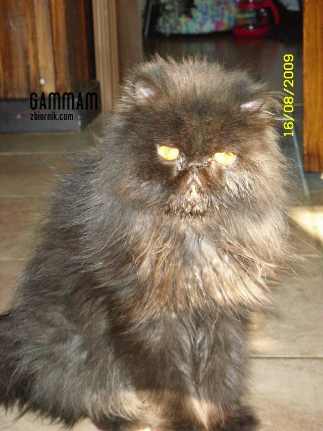 gammam