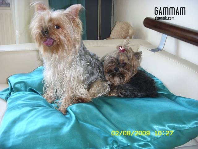 gammam