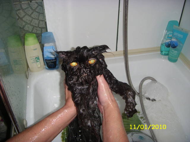 pranie kota 1 - gammam