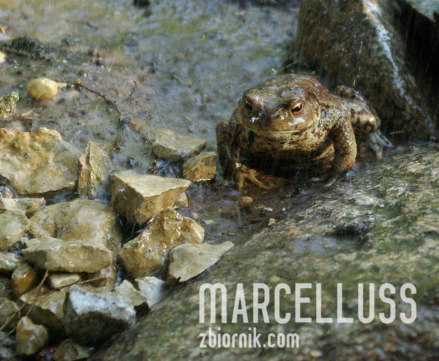 Marcelluss