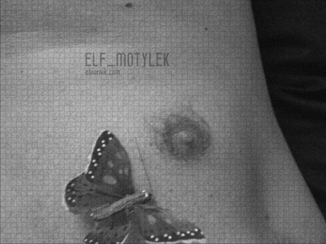 sen - elf_motylek