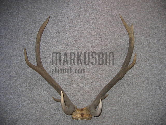 markusbin