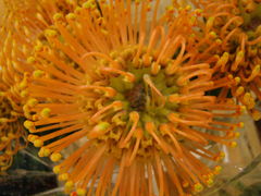 DSC07502.JPG