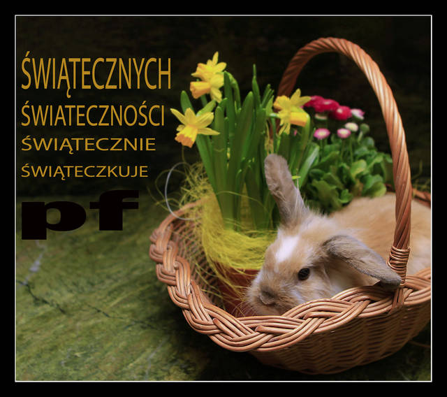 ŚWIĄTECZNOSCI - panfoto