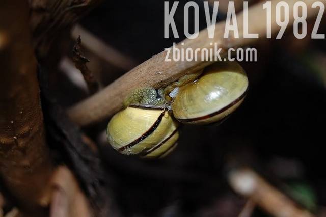 koval1982