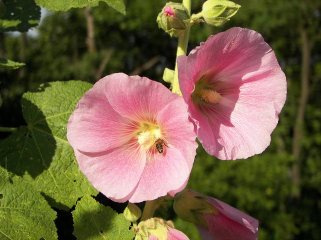 sennik