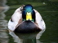 I`m Duke Duck