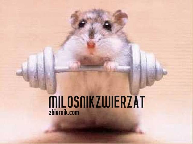 MilosnikZwierzat
