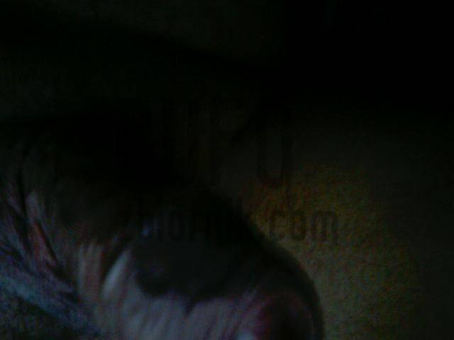 bufo