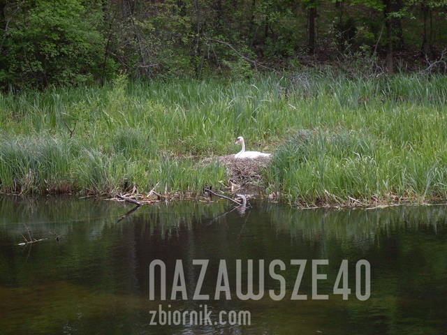 gniazdko łabędzicy - nazawsze40
