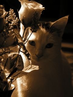 modelka moja