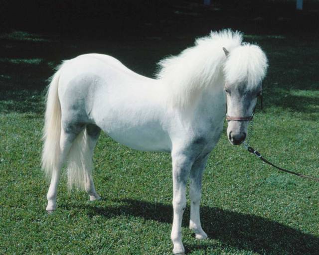 konik - treter