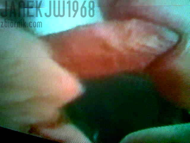 Zdj_cie018.jpg - janekjw1968
