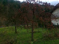20101109270.jpg