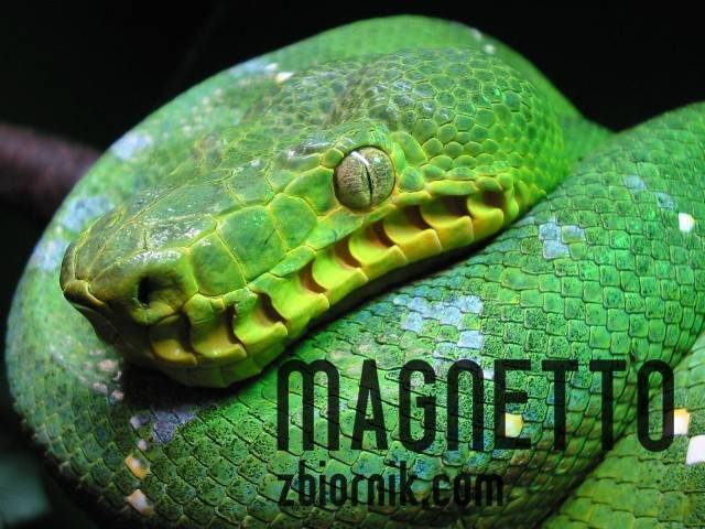 magnetto