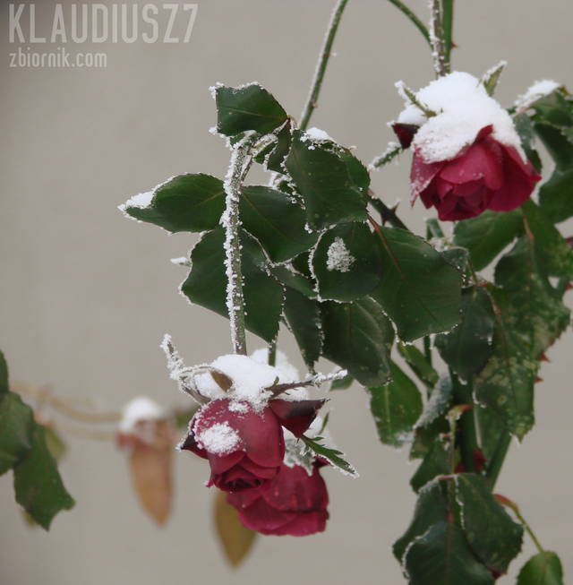 klaudiusz7