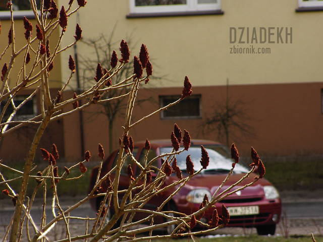 Wiosna - dziadekh