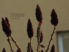 Wiosna cdn.