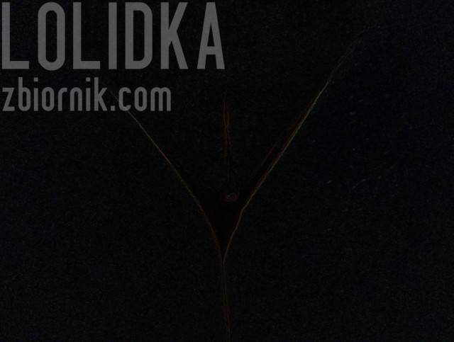 lolidka