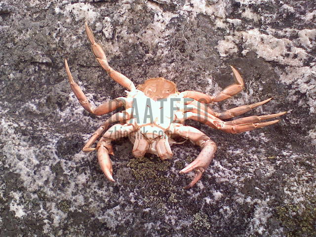 maateeo