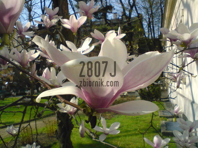 dla Maryni - 2807J
