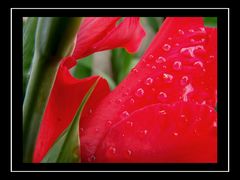 DSC08480.JPG
