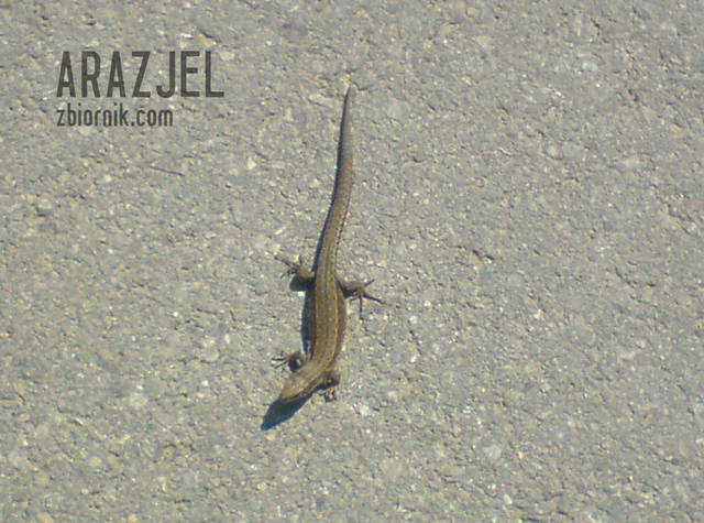:) - arazjel