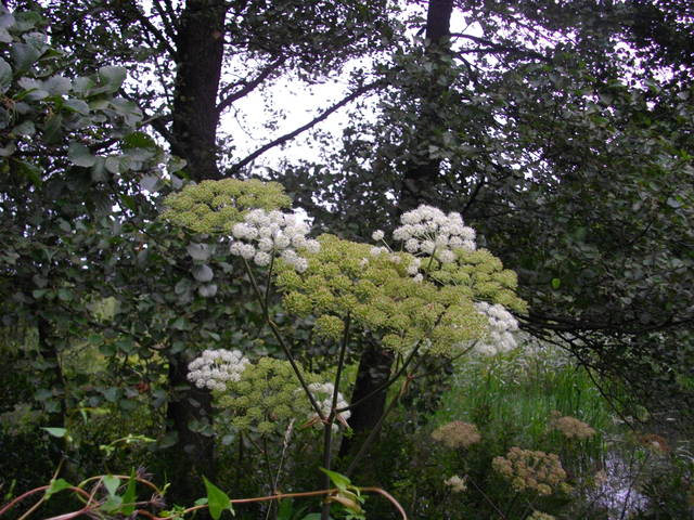 odlecianaparka39